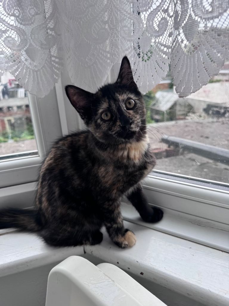 Beautiful kitten looking home 🩵🩷🩶