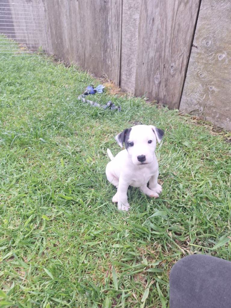 Lovely Jack Russell puppies for sale ONE BOY LEFT 
