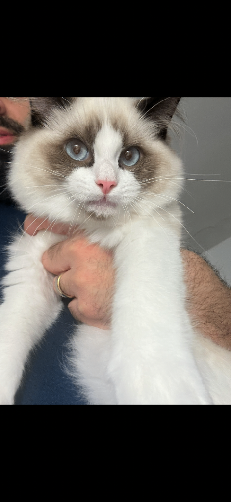 Beautiful Bi-Colour Ragdoll Girl & Lilac British Blue 
