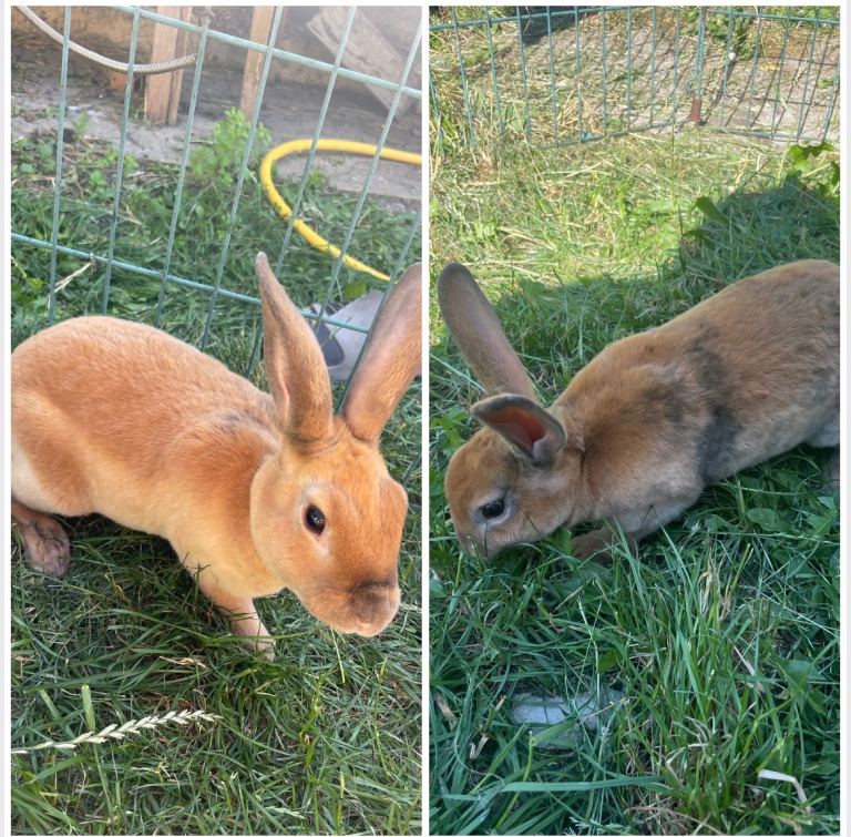 Rex Mixed bunnies 