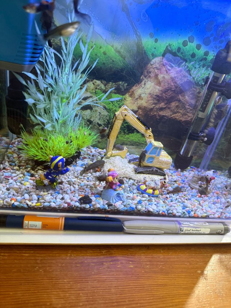 Baby Plecos £5 each 