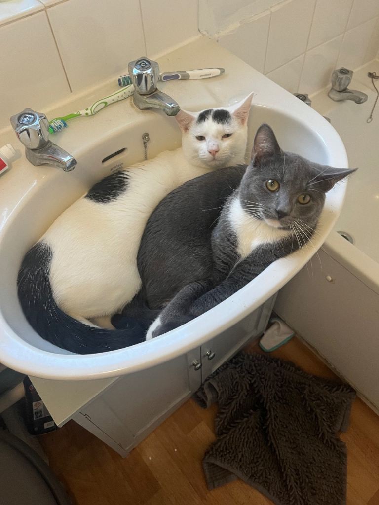 2 male cats around 8 months old 