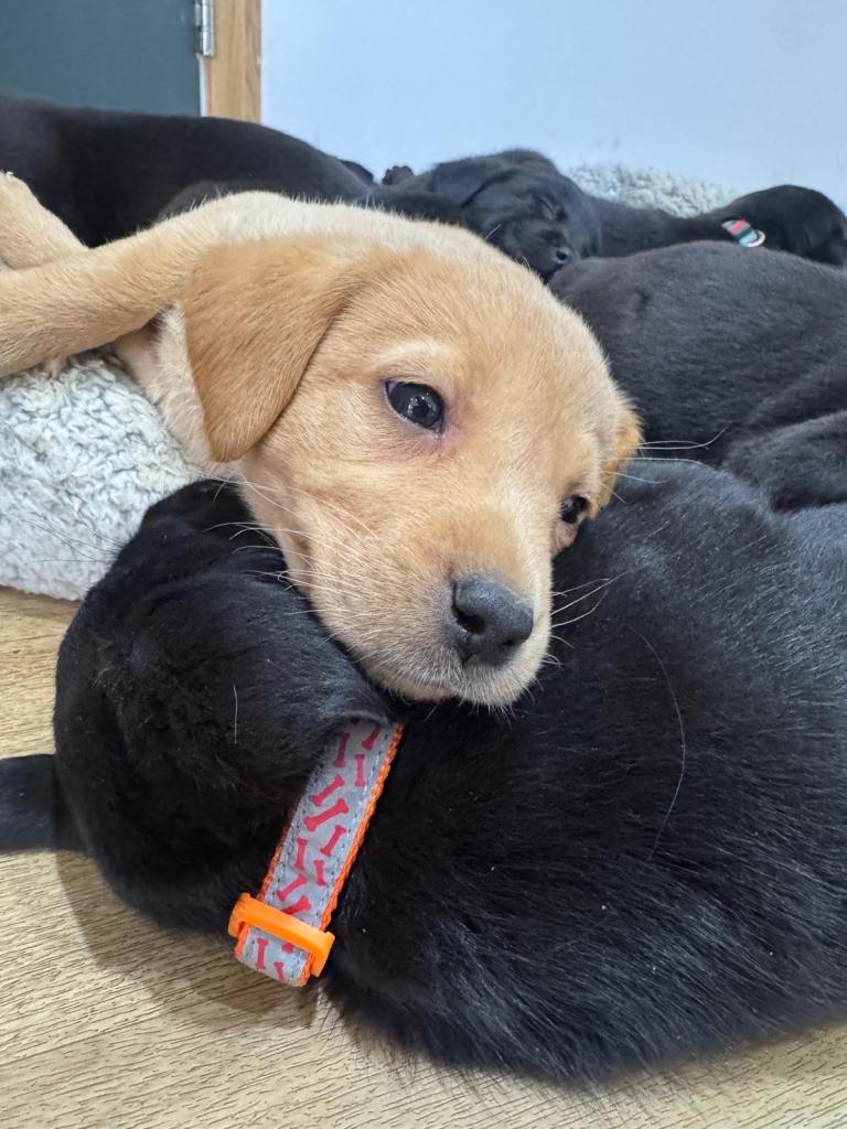 KC Labrador puppies - Ready to leave 