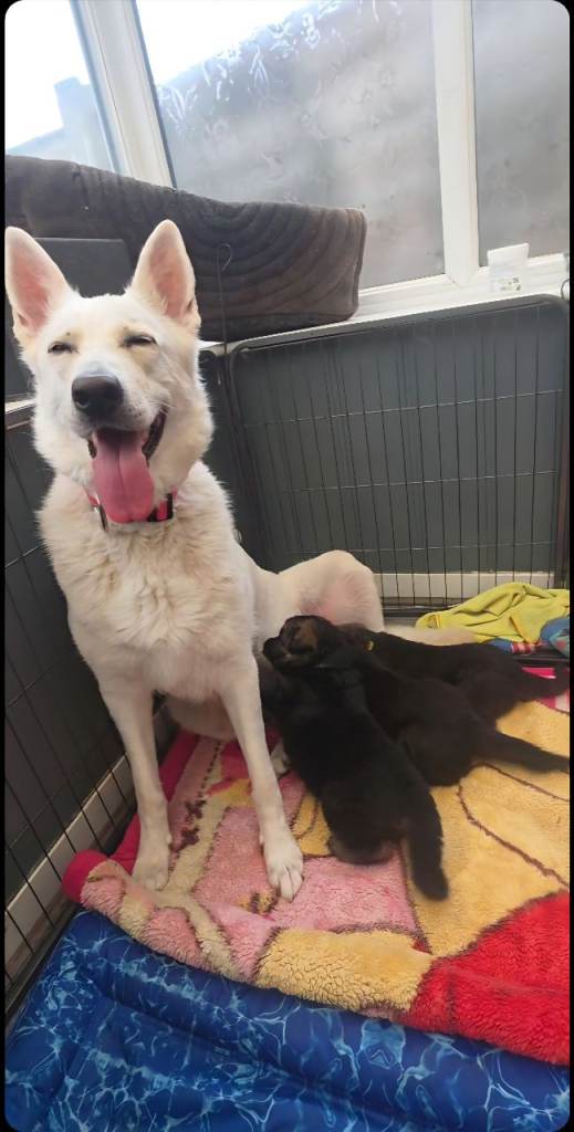 German shepherd 