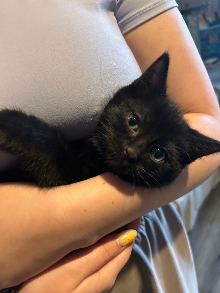 Last kitten ready now