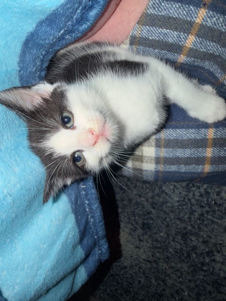 3 beautiful kittens ready NOW