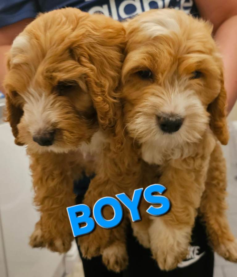 Litter of Cockapoo's 