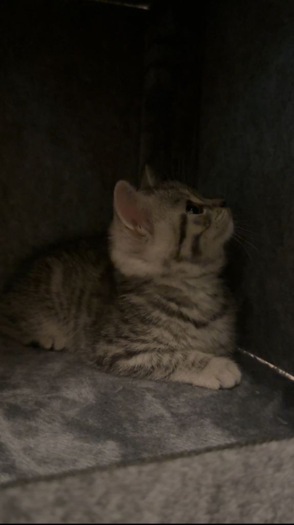 British shorthair x tabby kitten