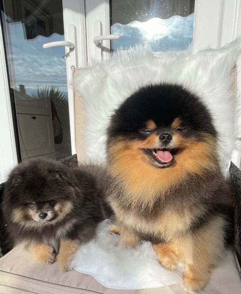 ✨ A Beautiful Blue & Tan Pomeranian Boy ✨