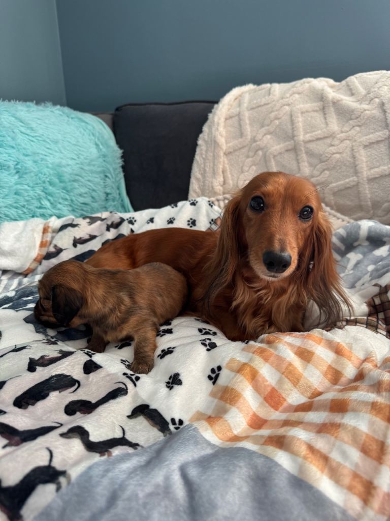 LONG HAIR MINI DOXIE / RUSSIAN CHAMP BLOODLINE