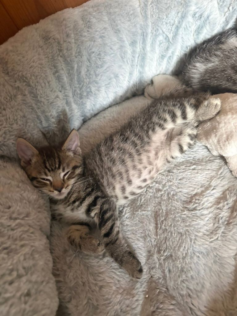 Kittens for sale 