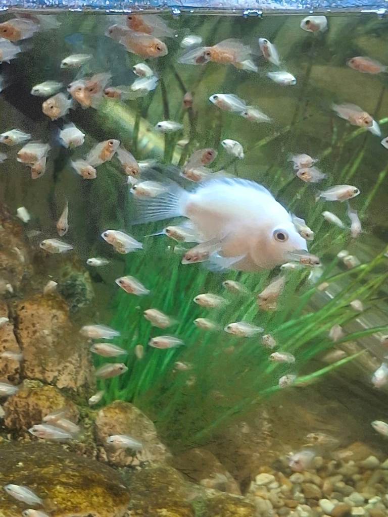 Platinum polar parrot fish babies