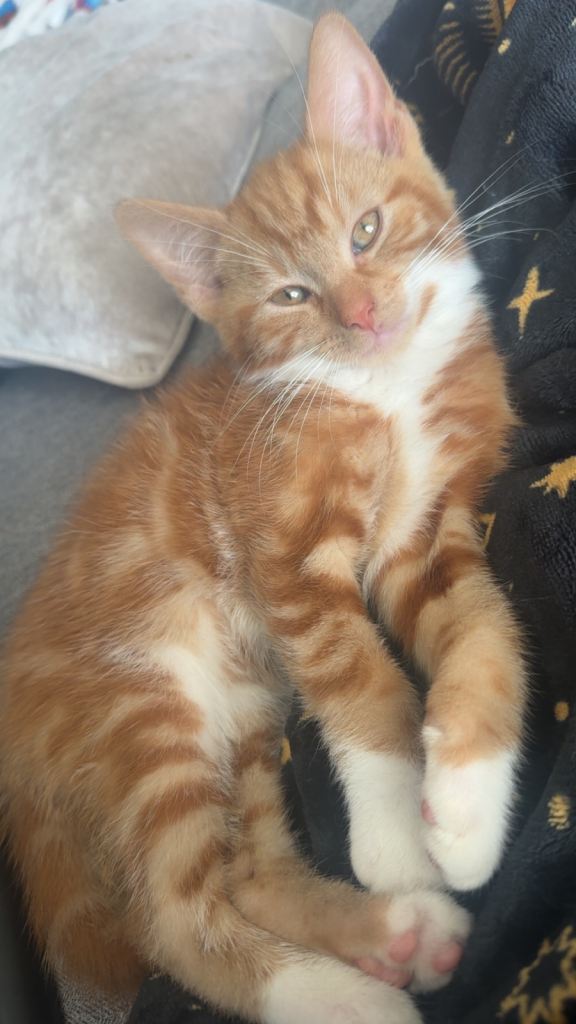 Beautiful kittens ready for new homes!