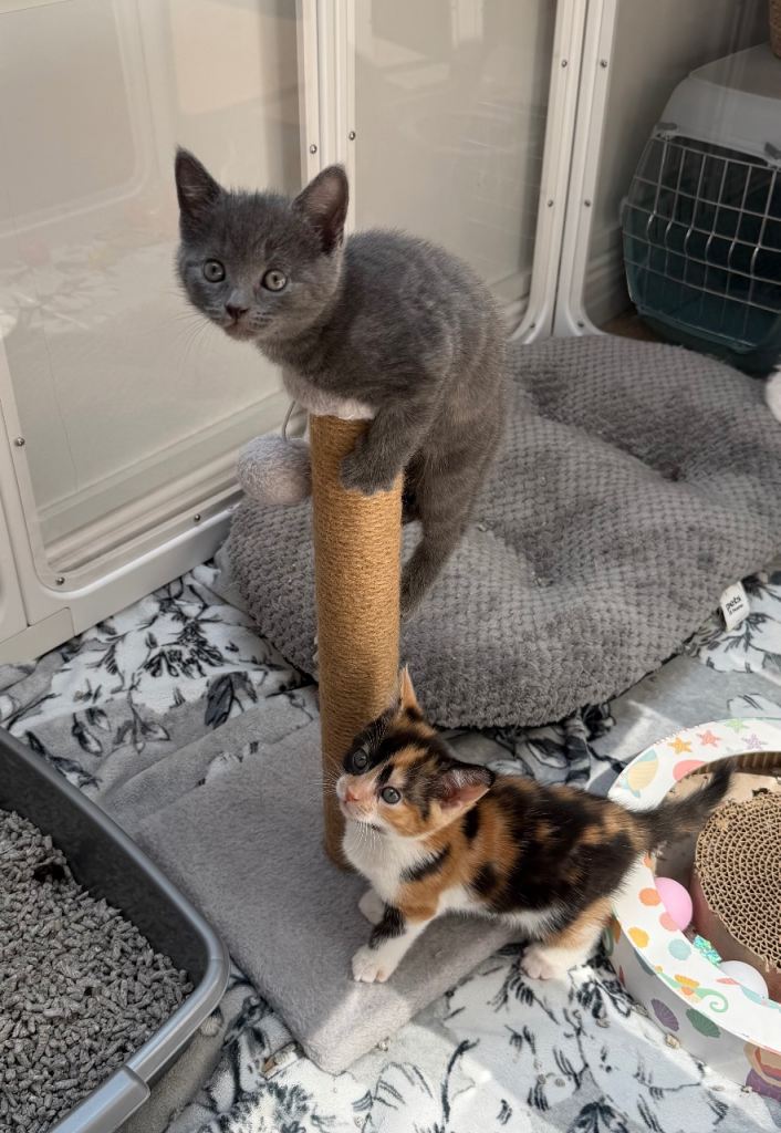 British shorthair X Mainecoon 