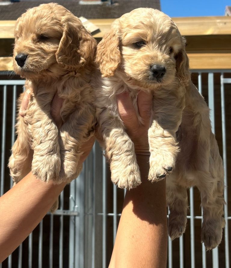 Stunning quality f1 cockapoo puppies 🐶