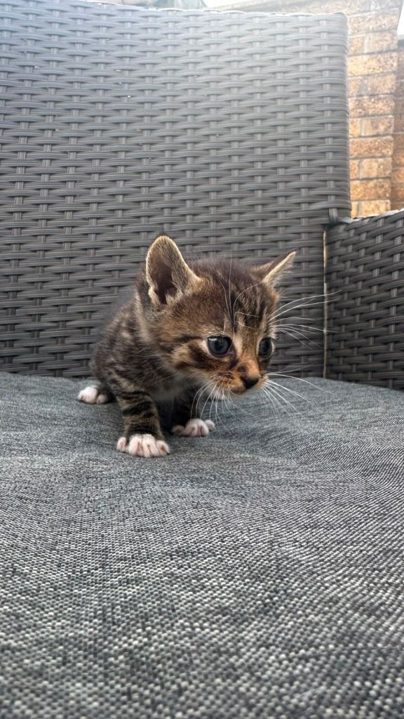 Kittens for sale