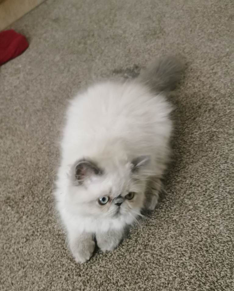 Pedigree Persian exotic kitten 