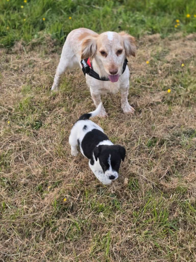 2 x female spaniel