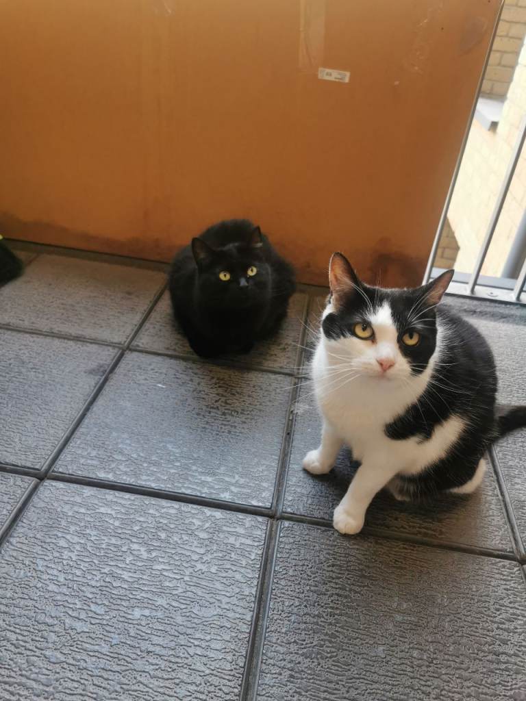 two cats to be adopted