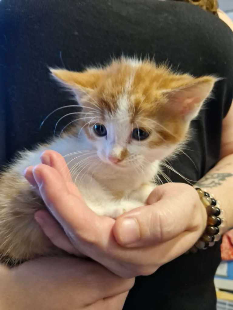 Maine coon cross