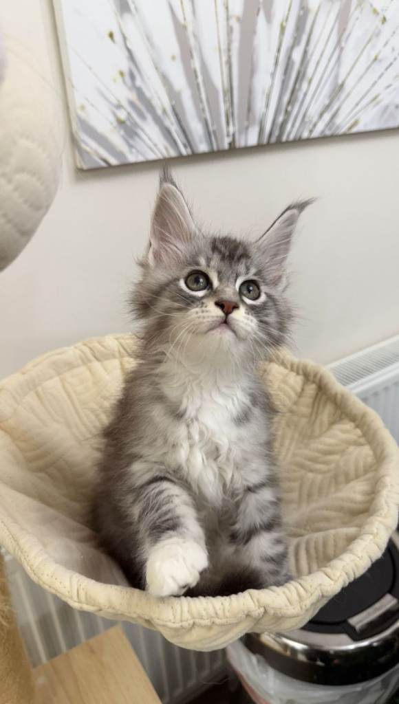 (Only TWO LEFT) Purebred Maine Coon Kittn girls