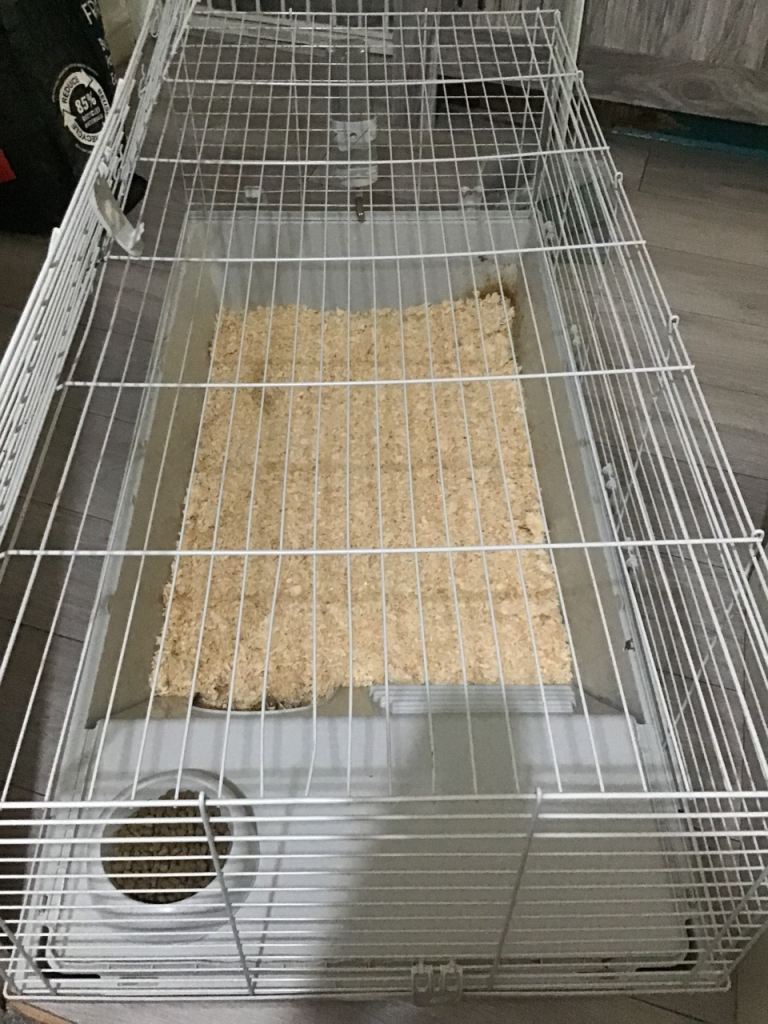 Rabbit and rabbit cage 
