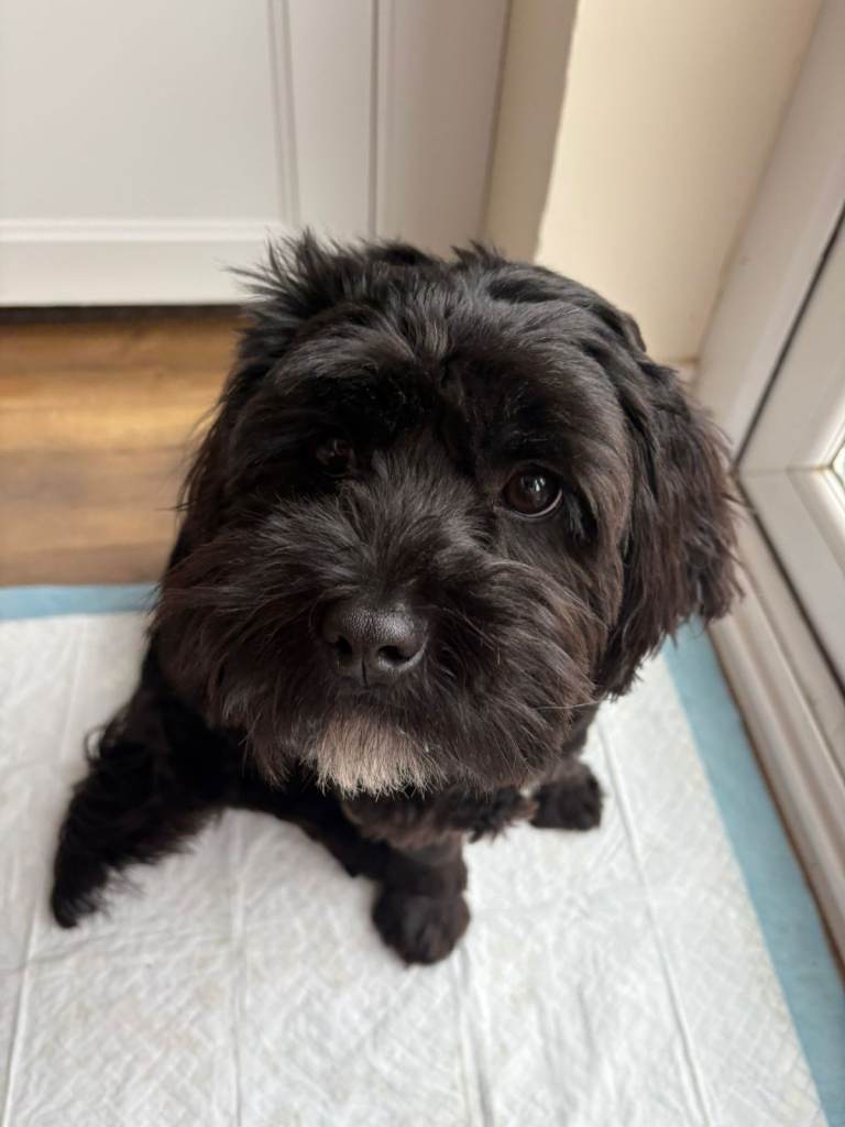 🐾 Bear – 6-Month-Old Lhasa Apso x Shih Tzu Looking for a Loving Forever Home 🐾