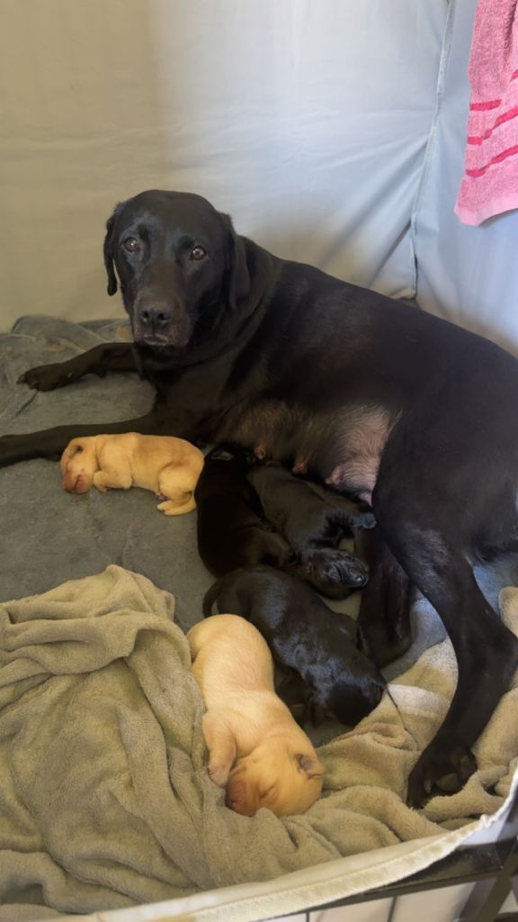 KC Registered Labradors