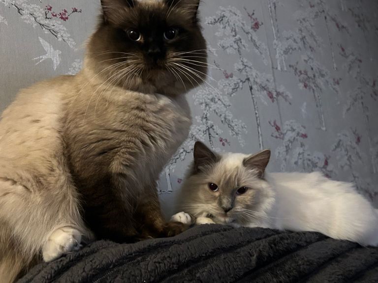 Pure breed RagDoll kittens 