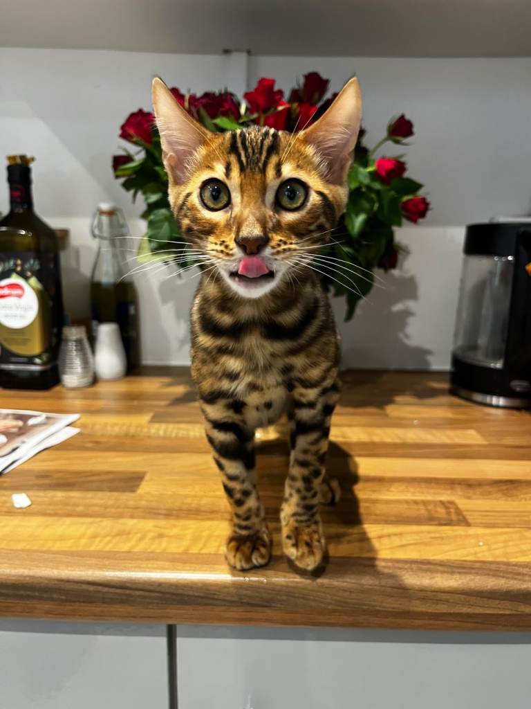 Stunning Bengal Male Kitten - Beautiful Markings & Very Friendly
