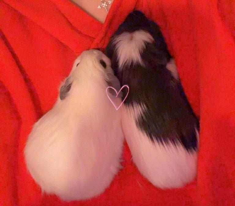 2 guinea pigs with large CNC cage