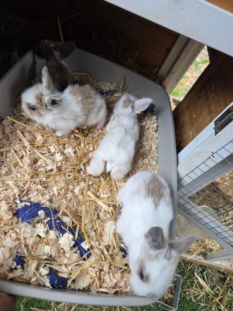 Lion head rabbits