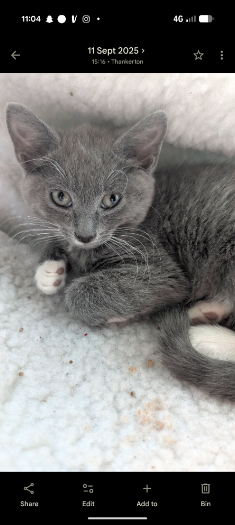 6 month old grey/blue kitten