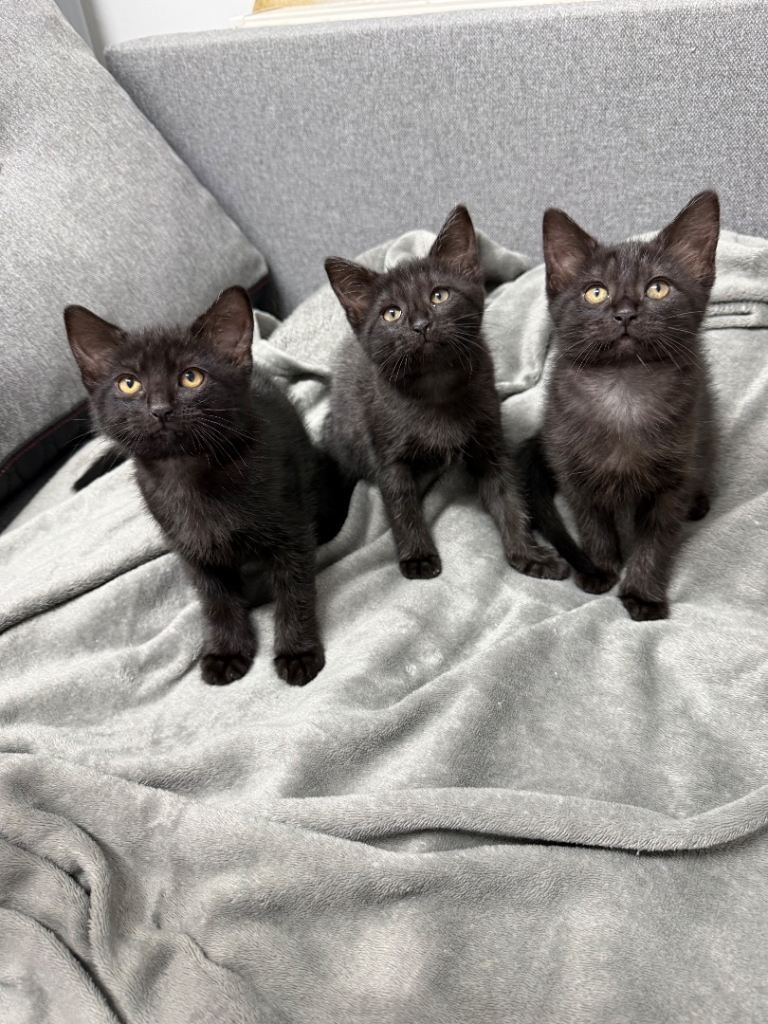 Kittens for sale 