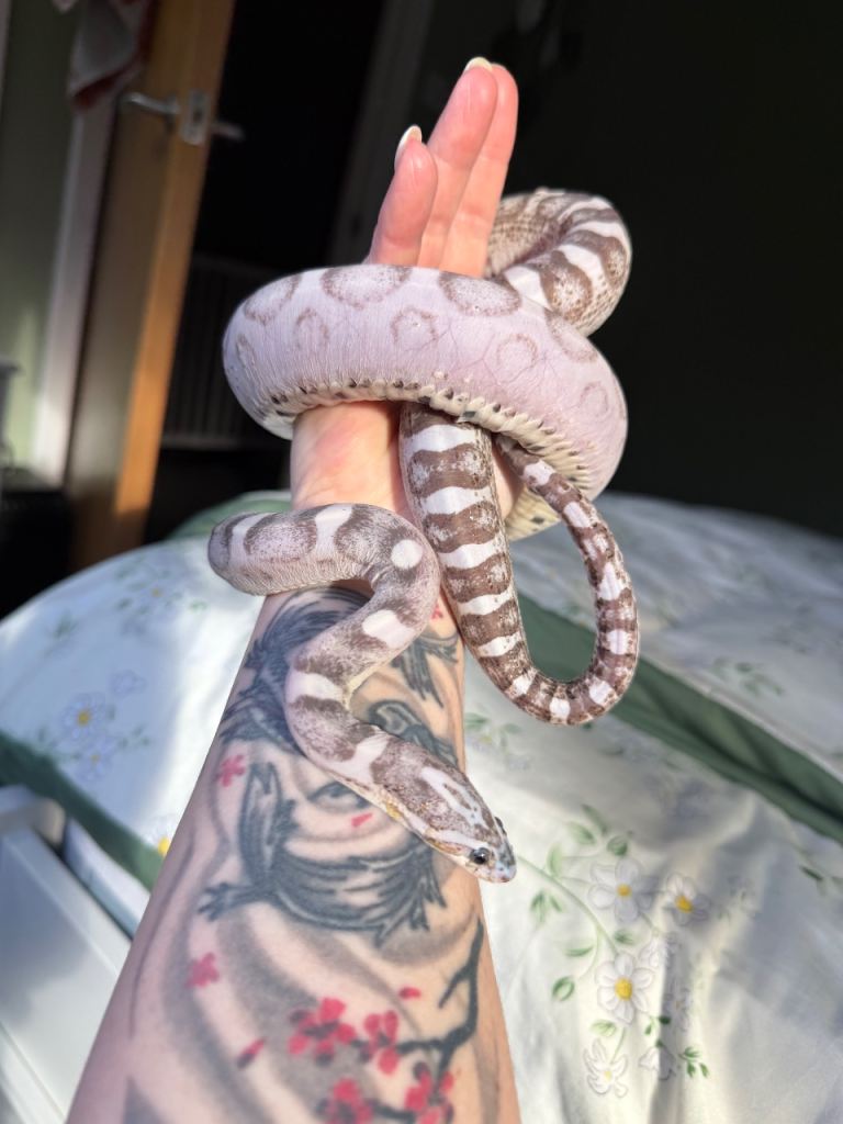 Scaleless ghost cornsnake 