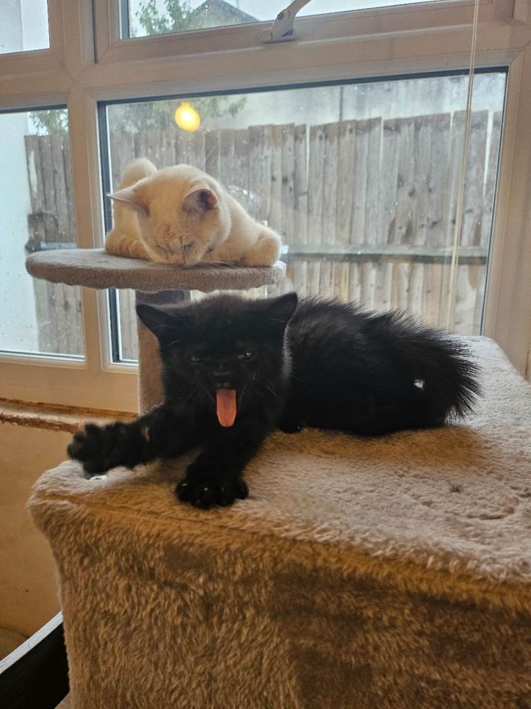 2 Black 1 boy 1 girl