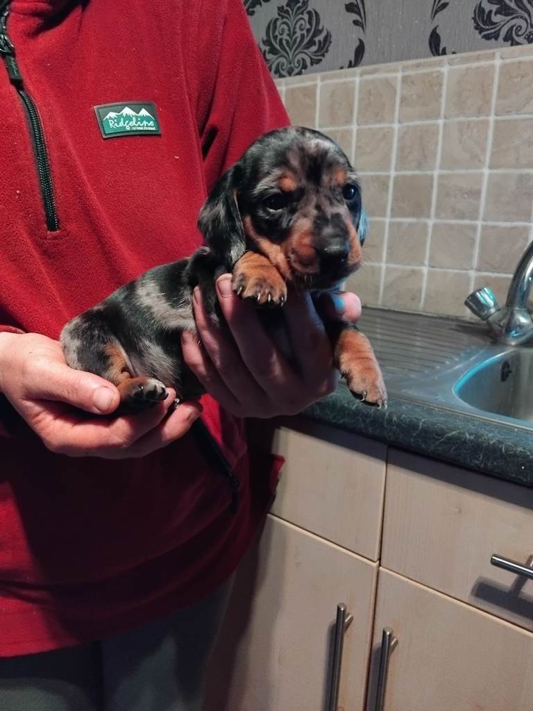 Miniature dashchund 