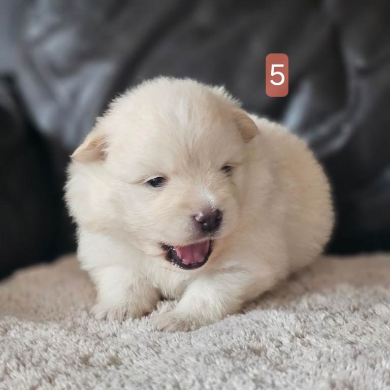 6 pomeranian babys