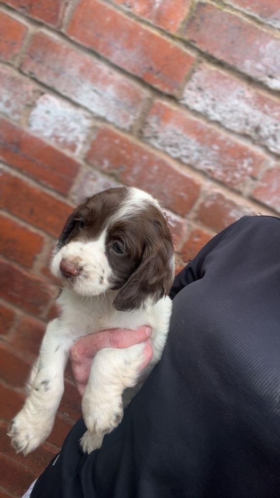 Cocker spaniel puppies | in Worksop, Nottinghamshire | Gumtree