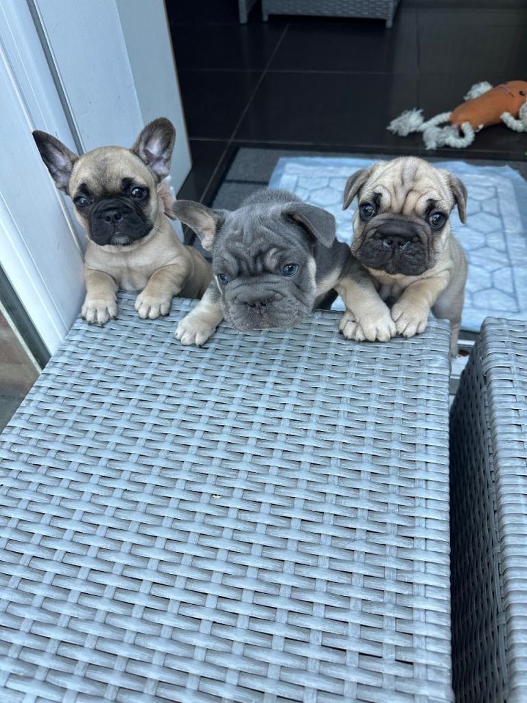 French Bulldog 