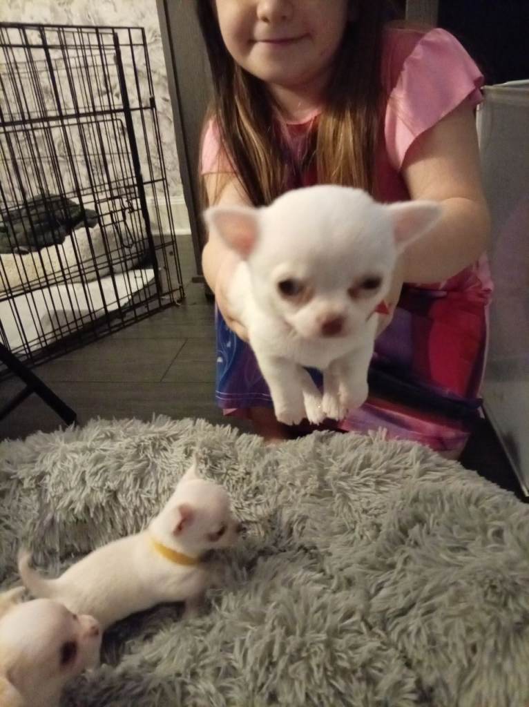 Puppies are now all reserved