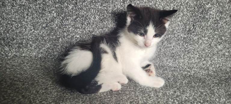 cute kittens are looking for their new home 
