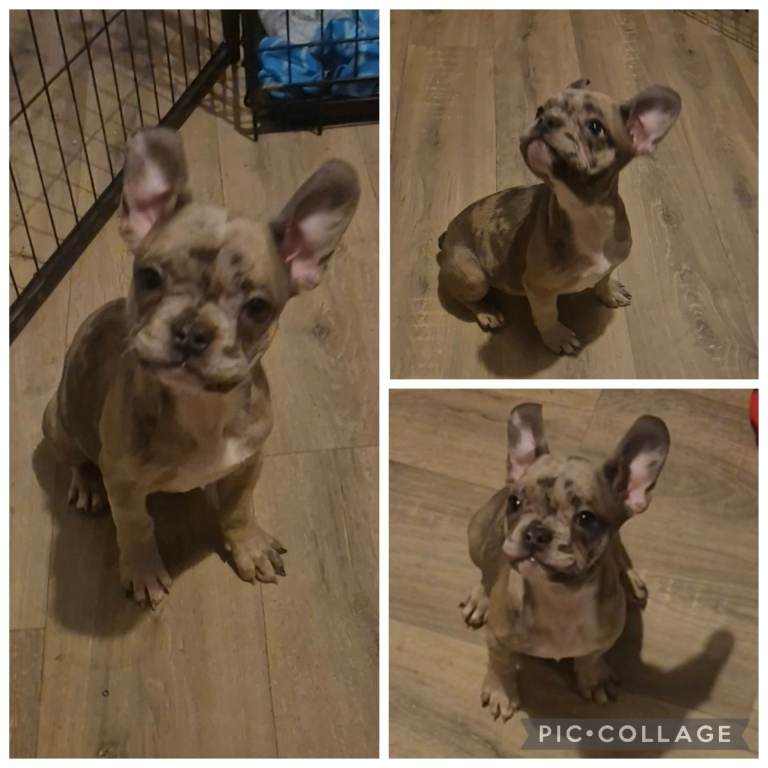 Reduced French bulldogs! Price negotiable 