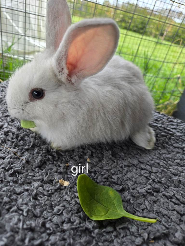Giant continental X french lops 