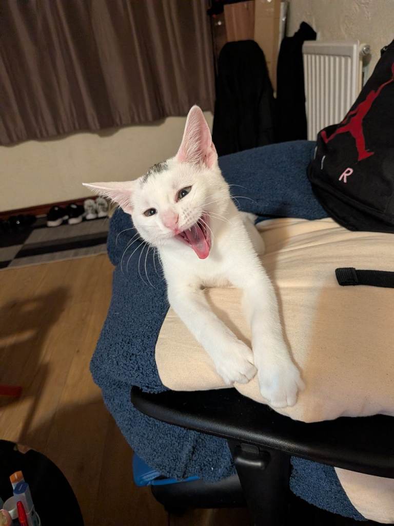 4 months kitten