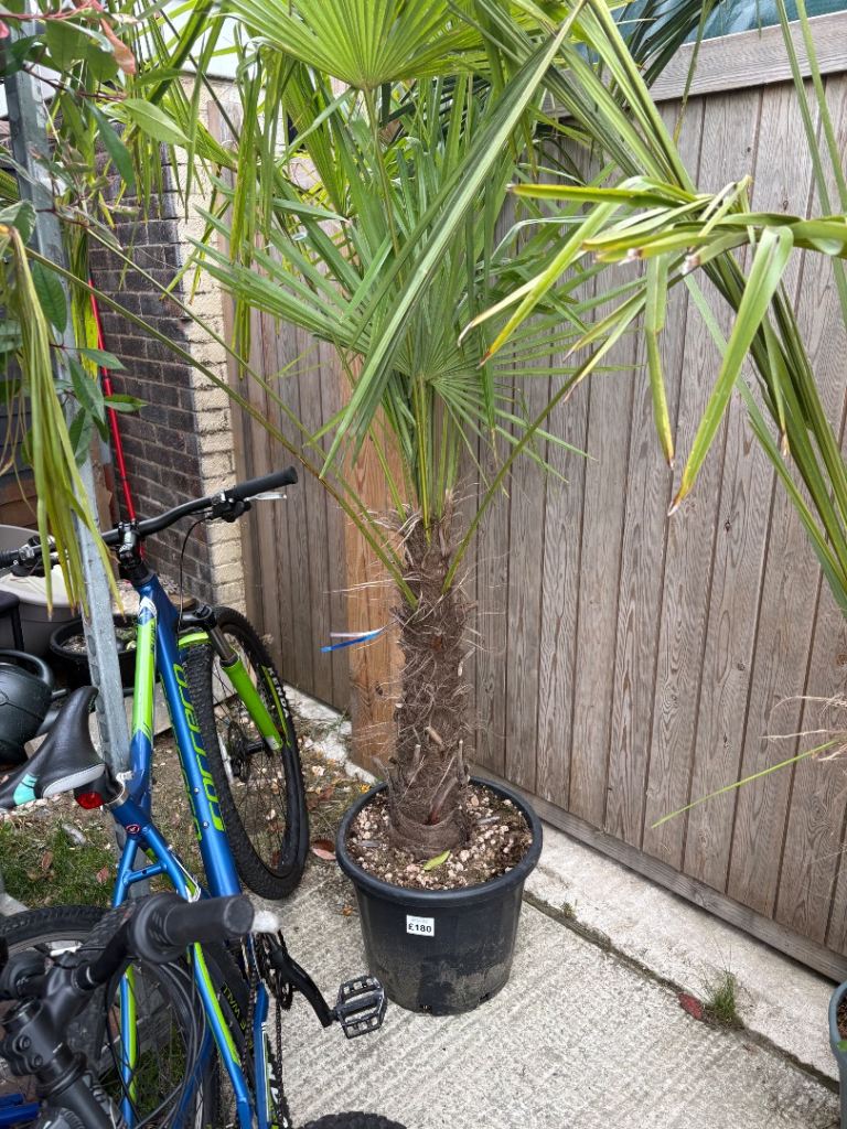Large palm tree 