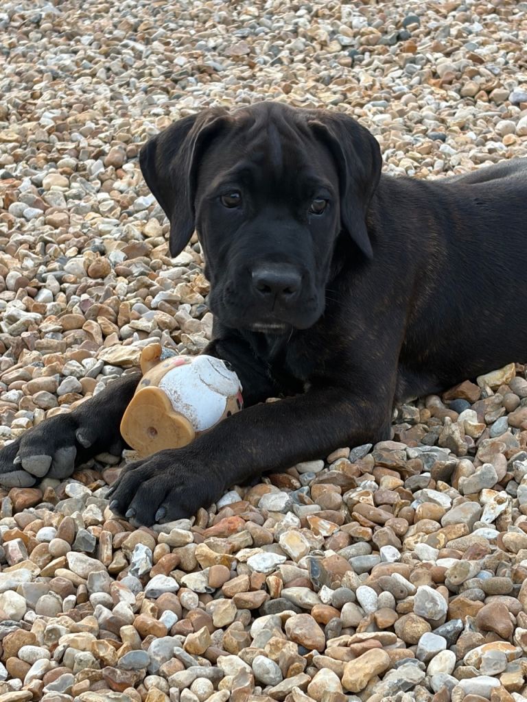 Cane Corso x Dogue de Bordeaux LAST BOY