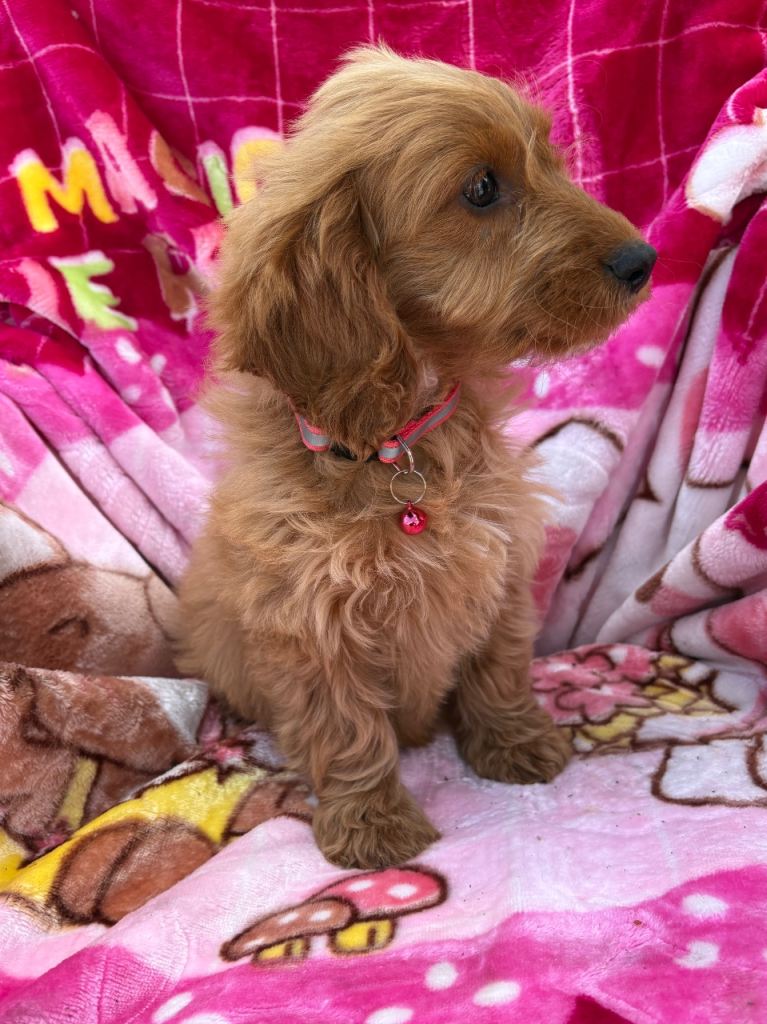Cockerpoo 