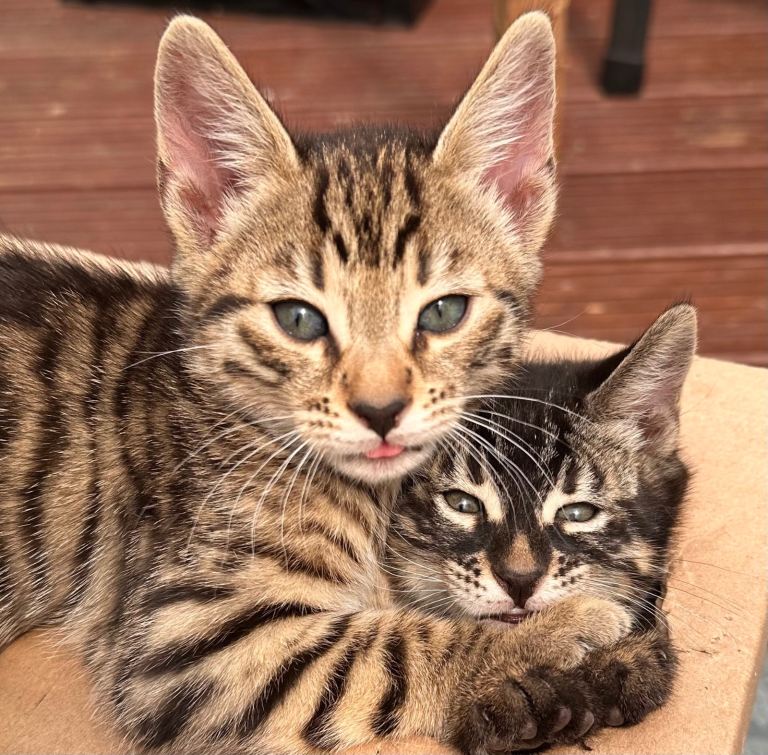 Stunning Bengal Mix Kittens – Intelligent & Socialized