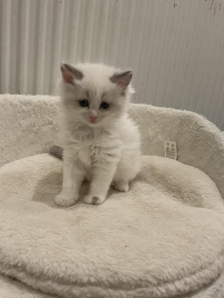 PURE BLUE POINT RAGDOLL KITTENS - 1 BOY 2 GIRLS LEFT